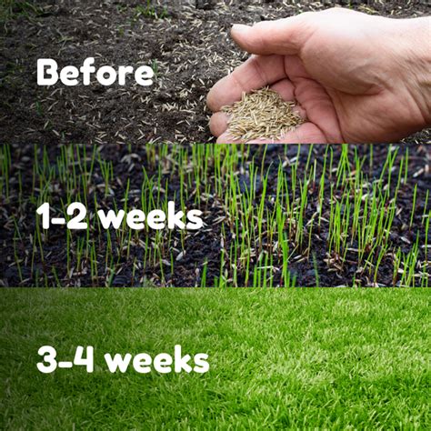 Buy Fast Growing Grass Seed Online Free Pp Over £25 Feeds And Seeds