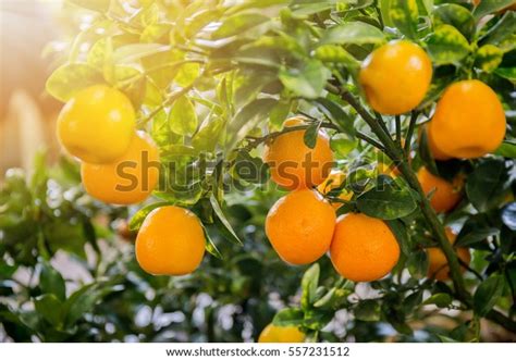 Orange Tree Orange Farm Stock Photo 557231512 Shutterstock