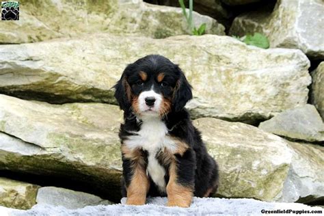 Truman Miniature Bernese Mountain Dog Puppy For Sale In Pennsylvania
