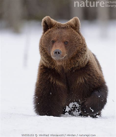Stock Photo Of Brown Bear Ursus Arctos Running Through Snow Finland