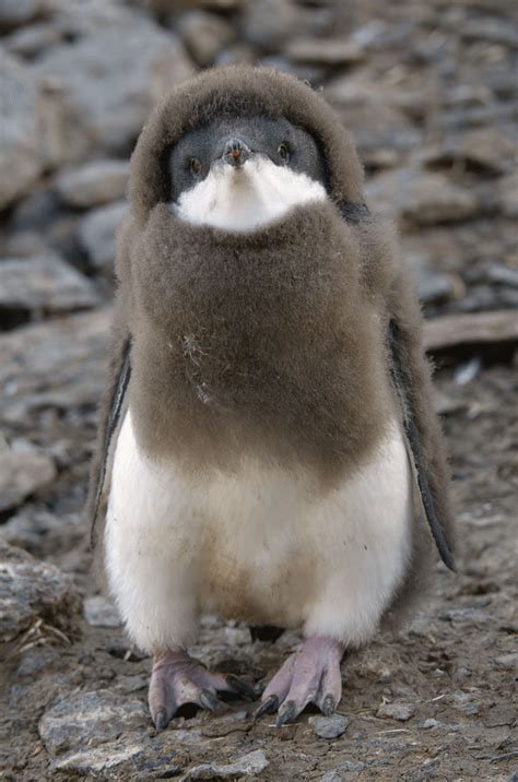 Wonderful Wildlife Photography Penguins Adelie Penguin Cute Animals