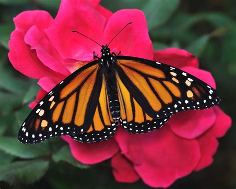 What flowers do monarch butterflies like. More Evidence Monarchs Should be Listed as Threatened ...
