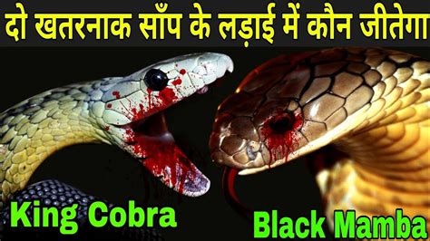दो खतरनाक साँप के लड़ाई में कौन जीतेगा King Cobra Vs Black Mamba