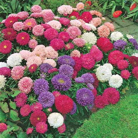 Dwarf Aster Seeds Callistephus Chinensis Mixed Color Seed 100pcsbag