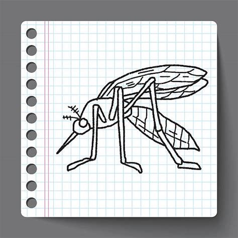 Gnat Drawings Stock Photos Pictures And Royalty Free Images Istock