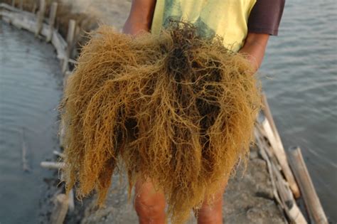 Why The Invisible Crop Seaweed Is So Significant For Our Global Food