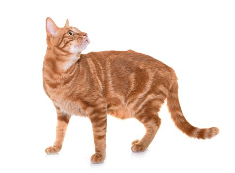 Some Facts On Ginger Fur For Ginger Cat Appreciation Day