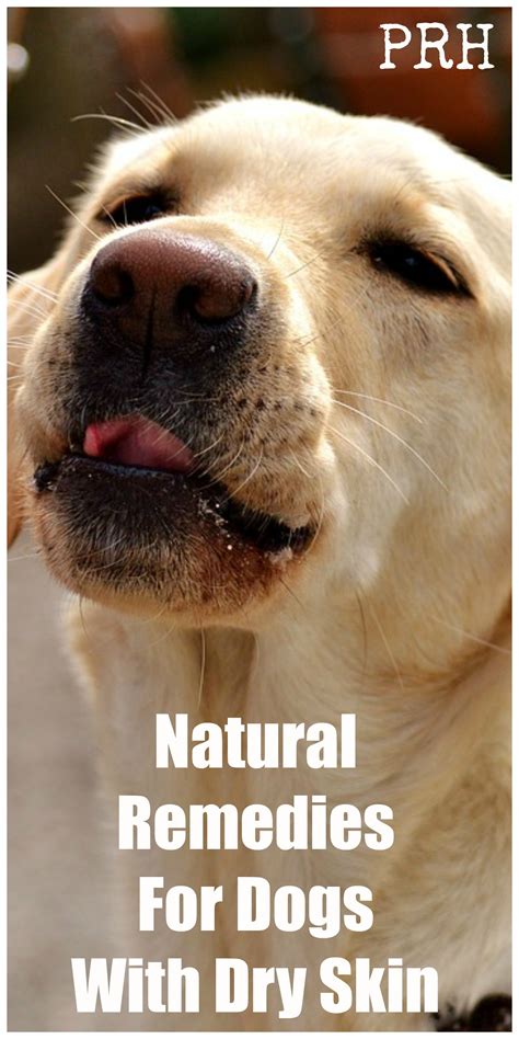 Natural Remedies For Dogs With Dry Skin Paws Right Here