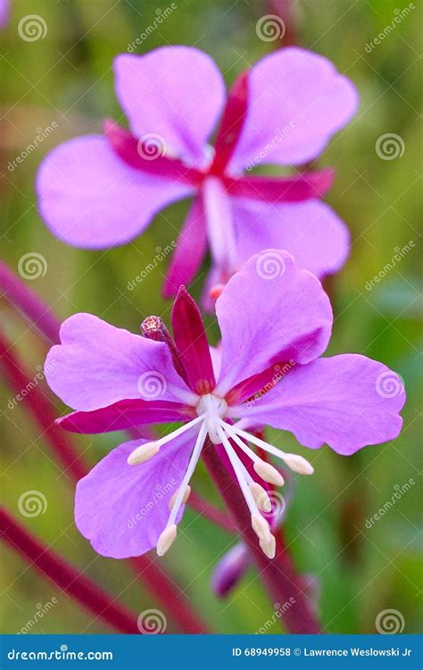 Alaska State Flower Pink Red Fireweed Bloom Stock Photo Image 68949958