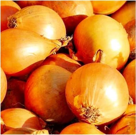 Willvine Xlr 13 Yellow Sweet Spanish Onion Seeds 3000 Seeds Seed Price