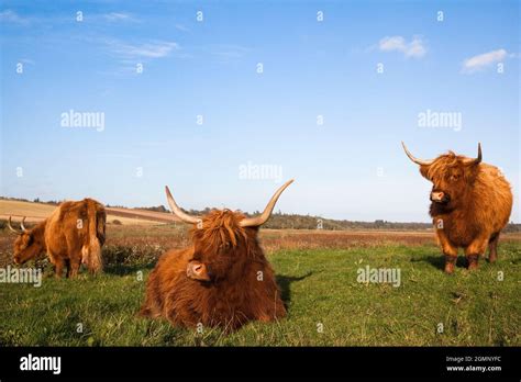 Highland Cattle Conservation Grazing On Loch Of Kinnordy Rspb Reserve