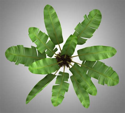 Top View Of Wild Banana Palm Tree Isolated On Gray Background Stock