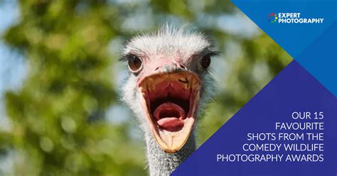 15 Best Shots From Comedy Wildlife Photography Awards 2020