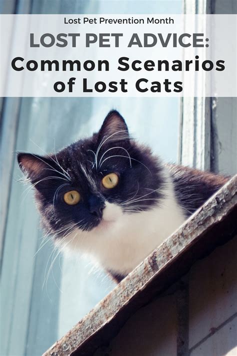 Lost Pet Advice Common Scenarios Of Lost Cats Pethub