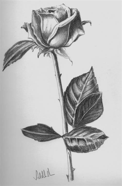 rose-drawing (15) - 8615 - The Wondrous Pics | Roses drawing, Flower drawing, Rose drawing