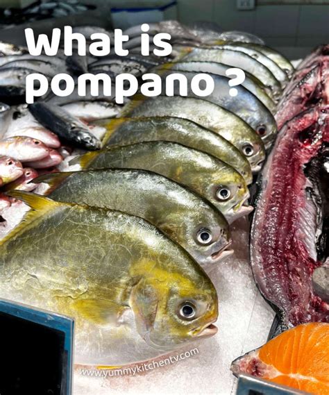 What Is Pompano The Worlds Most Edible Fish Yummy Kitchen