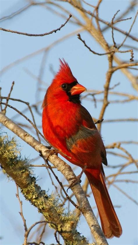 Red Cardinal Pretty Birds Cute Birds Red Birds Colorful Birds