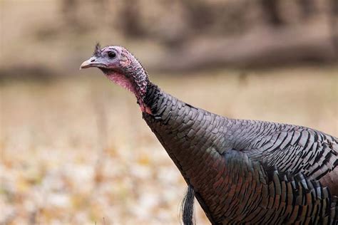 We have reviews of the best places to see in turkey. Wild Turkey - Meleagris gallopavo - NatureWorks