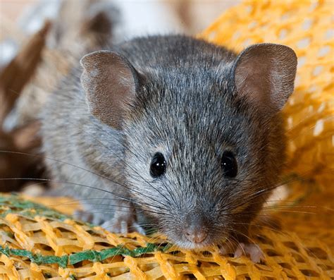 what is the difference between rats and mice covenant wildlife