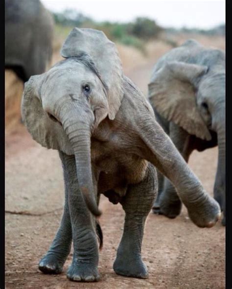 Pin By Girlshawn On Elephant Animals Wild Elephant Animals