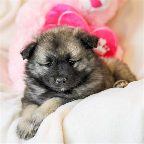 Keeshonds For Sale Adopt Keeshond Puppies For Sale Online Vip Puppies