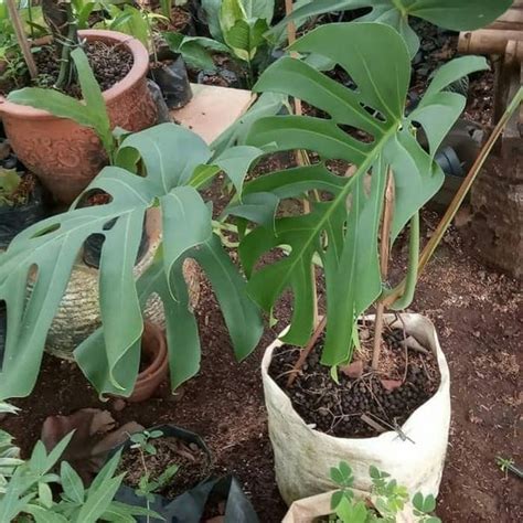 Jual Tanaman Hias Monstera King Daun Besar Di Lapak Hts Bukalapak