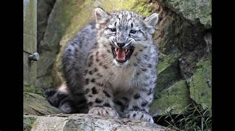 Snow Leopard Cubs Youtube
