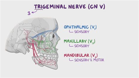 Anatomy Of The Trigeminal Nerve Cn V Osmosis