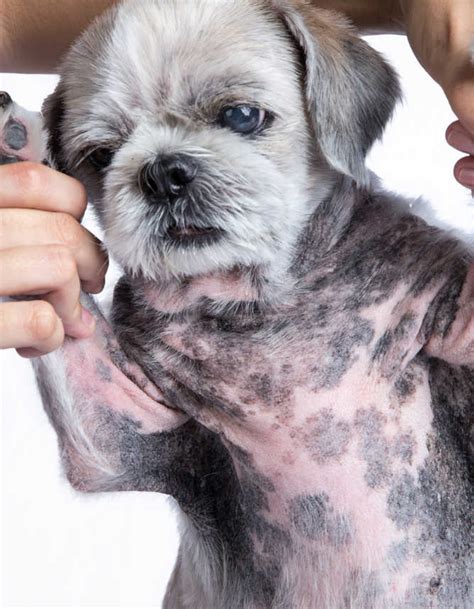 Black Scabs On Dog Top Reasons And What To Do