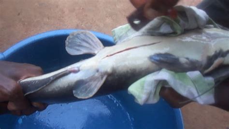 Hatching Of Catfish In Nigeria Kenya And South Africa Agriculture