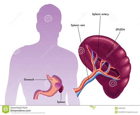 Bazo, órgano de tipo glandular, aplanado y oblongo, situado en la zona superior izquierda de la cavidad abdominal, en contacto con el páncreas, el diafragma y el riñón izquierdo; Bazo Ilustración del Vector - Imagen: 50084392