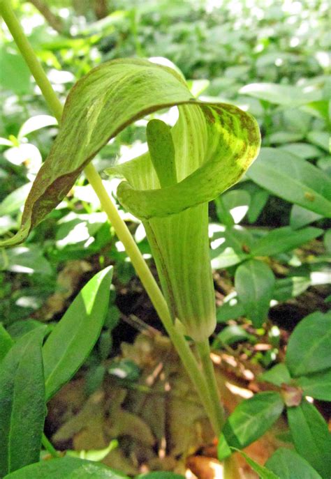 Jack In The Pulpit Arisaema Triphylum Photographed In Hopewell Twp