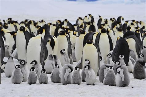 Zwierzęta Antarktydy jakie gatunki tam żyją National Geographic