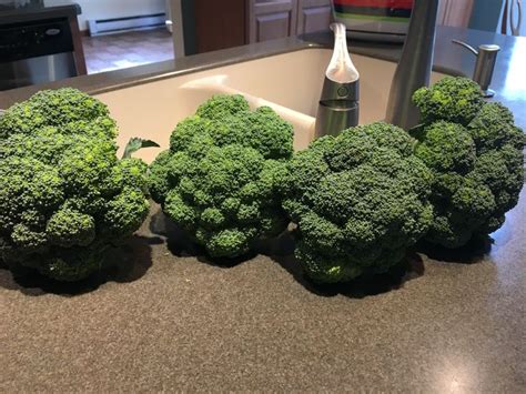 This Years Broccoli Broccoli Vegetables Garden