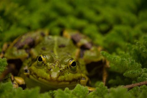 Free Images Nature Plant Flower Wildlife Green Toad Amphibian