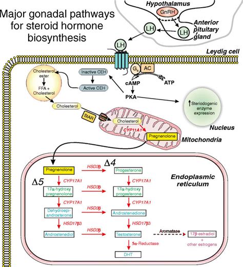 major gonadal pathways for testosterone biosynthesis download scientific diagram