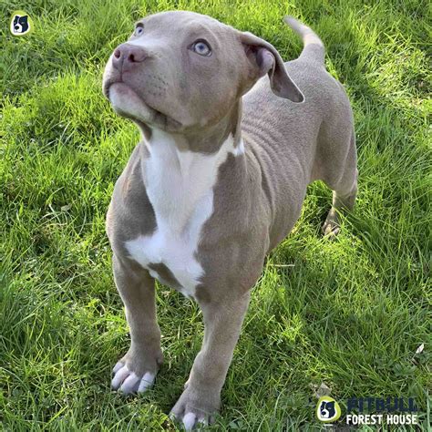 Blue Nose Pitbull Puppies For Sale Australia