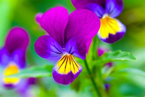 Pansy Flower Meaning Flower Meaning