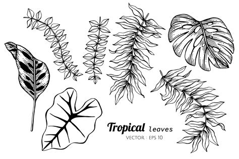 Collection Set Of Tropical Leaves Drawing Illustration 416992 Vector