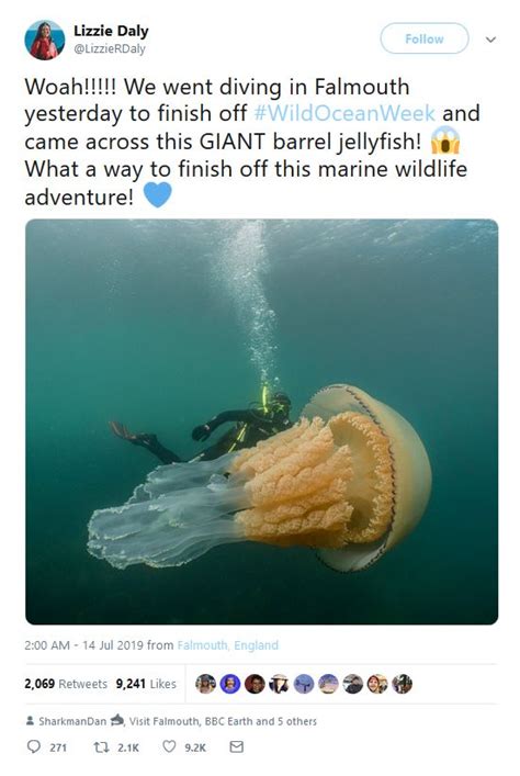 Giant Jellyfish As Big As A Human Caught On Camera Wjtv