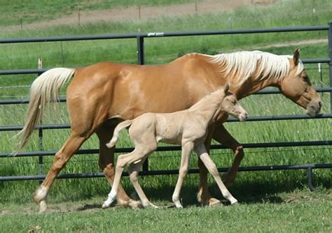 Buckskin, bay pearl, buckskin pearl or perlino with or without tobiano. Palomino Quarter Horse | Palomino, buckskin, perlino, cremello performance Arabian and quarter ...