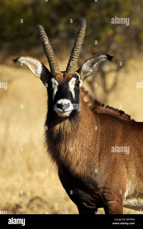 Portrait Of A Male Roan Antelope Hippotragus Equinussouth Africa