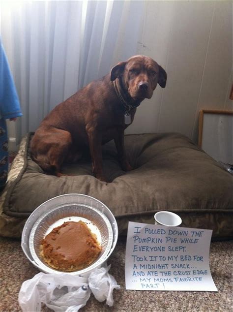 Funny Dog Shaming Eating The Pumkin Pie Dump A Day