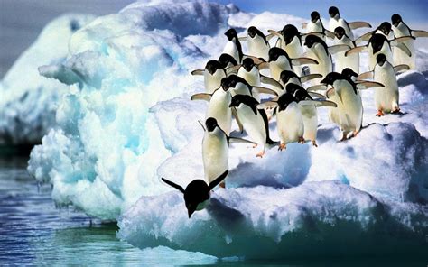 Adelie Penguins Hd Wallpaper Background Image