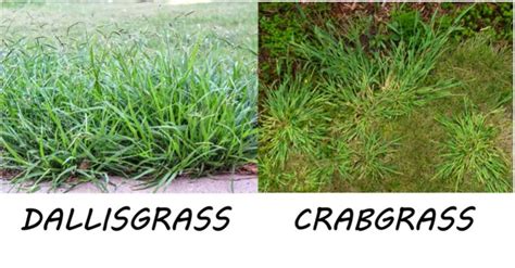 Dallisgrass Vs Crabgrass Key Differences Turfandtill