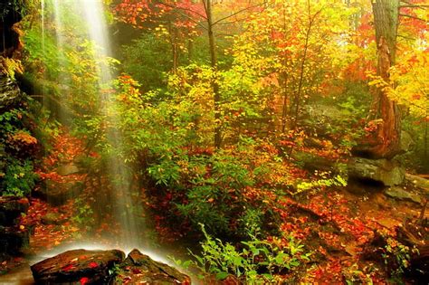 1920x1080px 1080p Free Download Forest Fall Forest Rocks Colorful