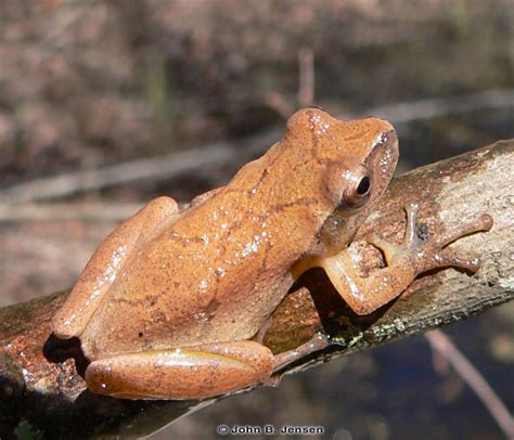 Spring Peeper Discover Herpetology