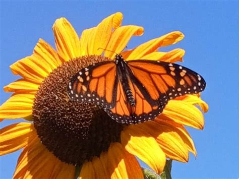 Monarch Butterfly On Sunflower Photo Of The Day Alameda Ca Patch