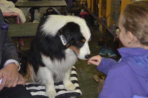STAINMASTER® PetProtect™ carpet and cushion system is easy to clean