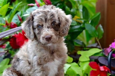 Search for welcome to von roderick german shepherds & mini/toy australian shepherds, where our dogs are our family! Australian Shepherd Poodle Mix For Sale Uk